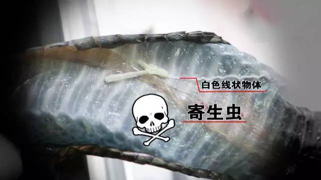 蛇鞭可以补肾吗,蛇鞭真能补肾吗