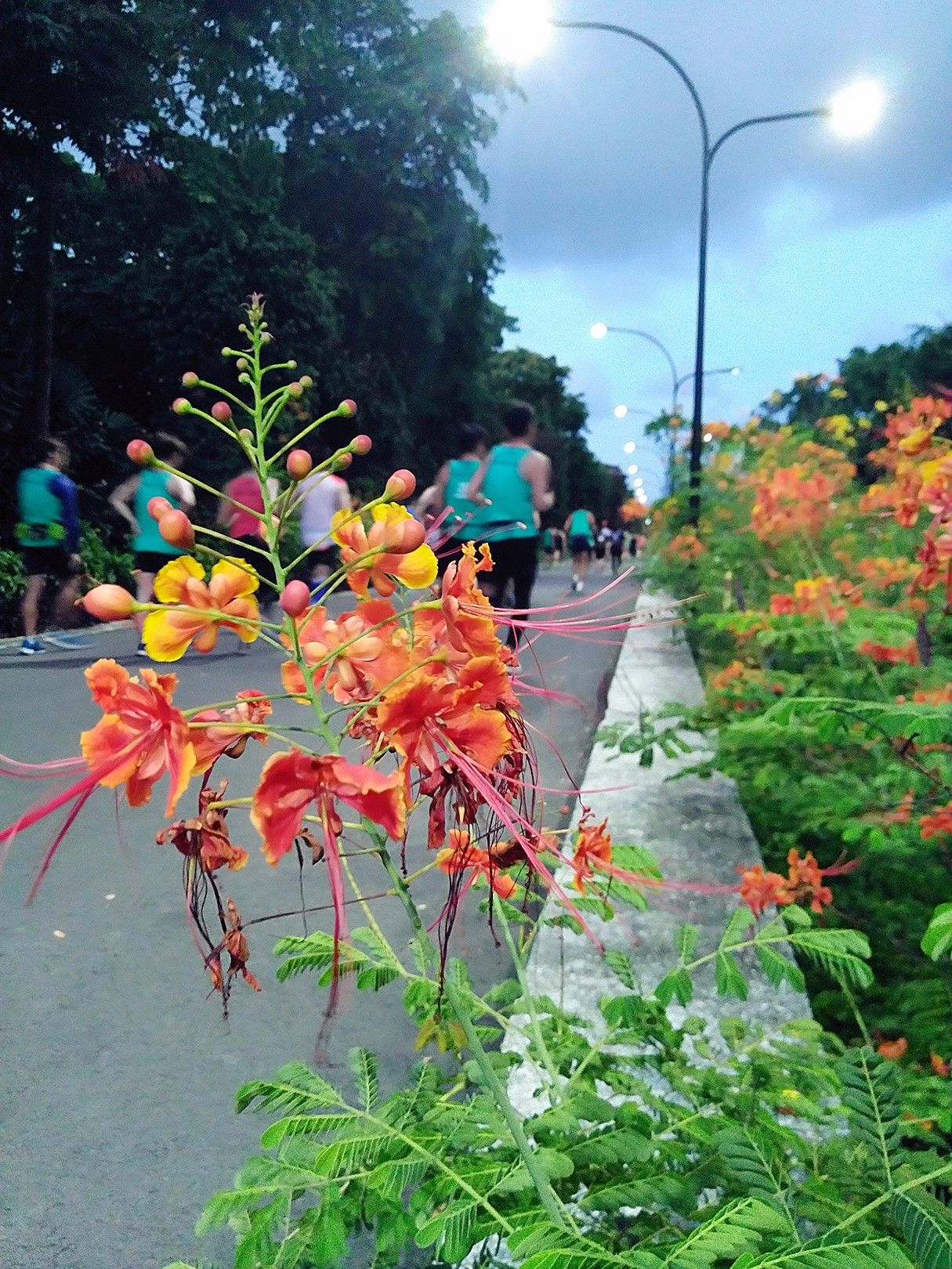 跑出一腿痱子热到炸裂！就这么铭记了新加坡日落马拉松的最美日出