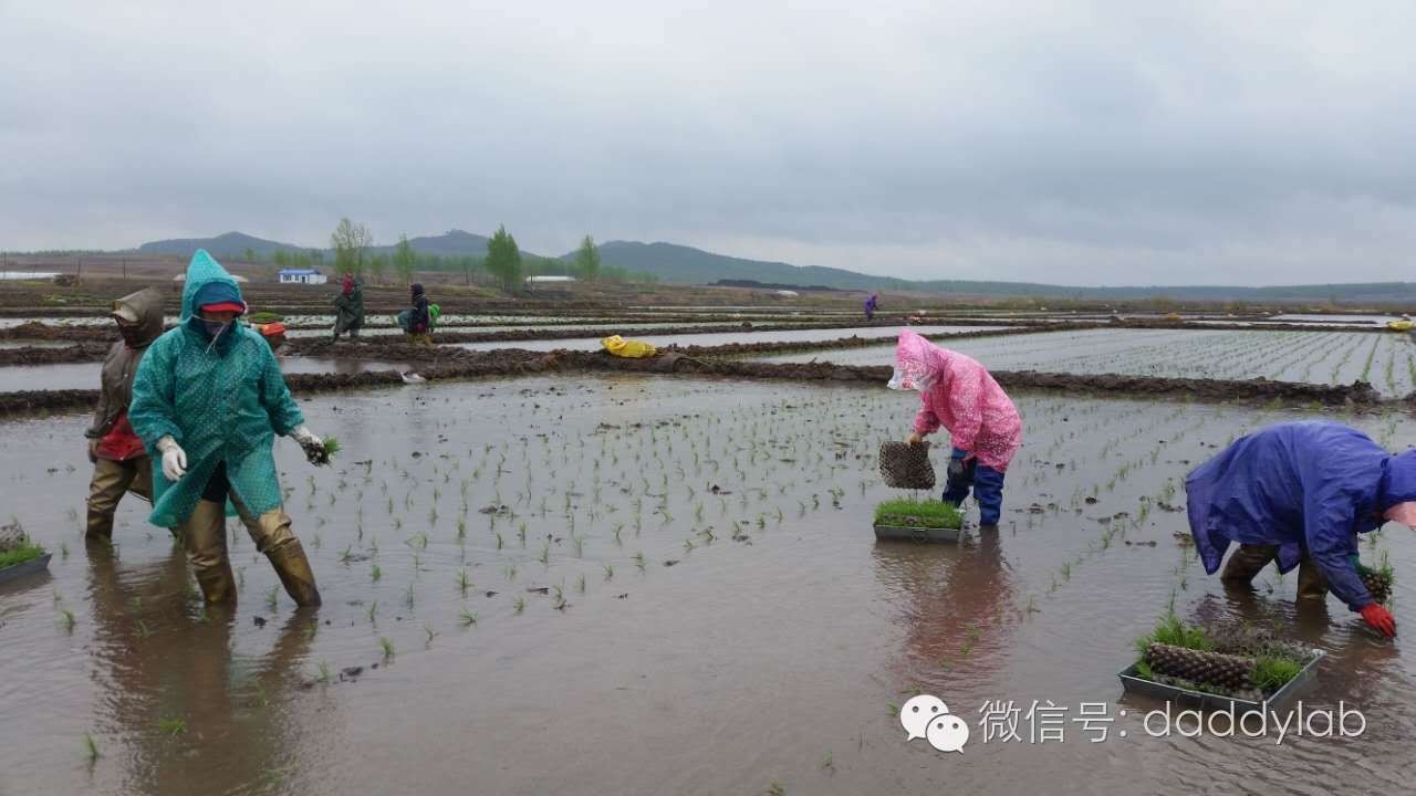 麦秸秆做的杯子安全吗,小麦秸秆杯子真的健康吗