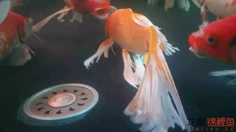 养几条锦鲤最健康又好看的品种,锦鲤龙凤锦鲤哪个好养