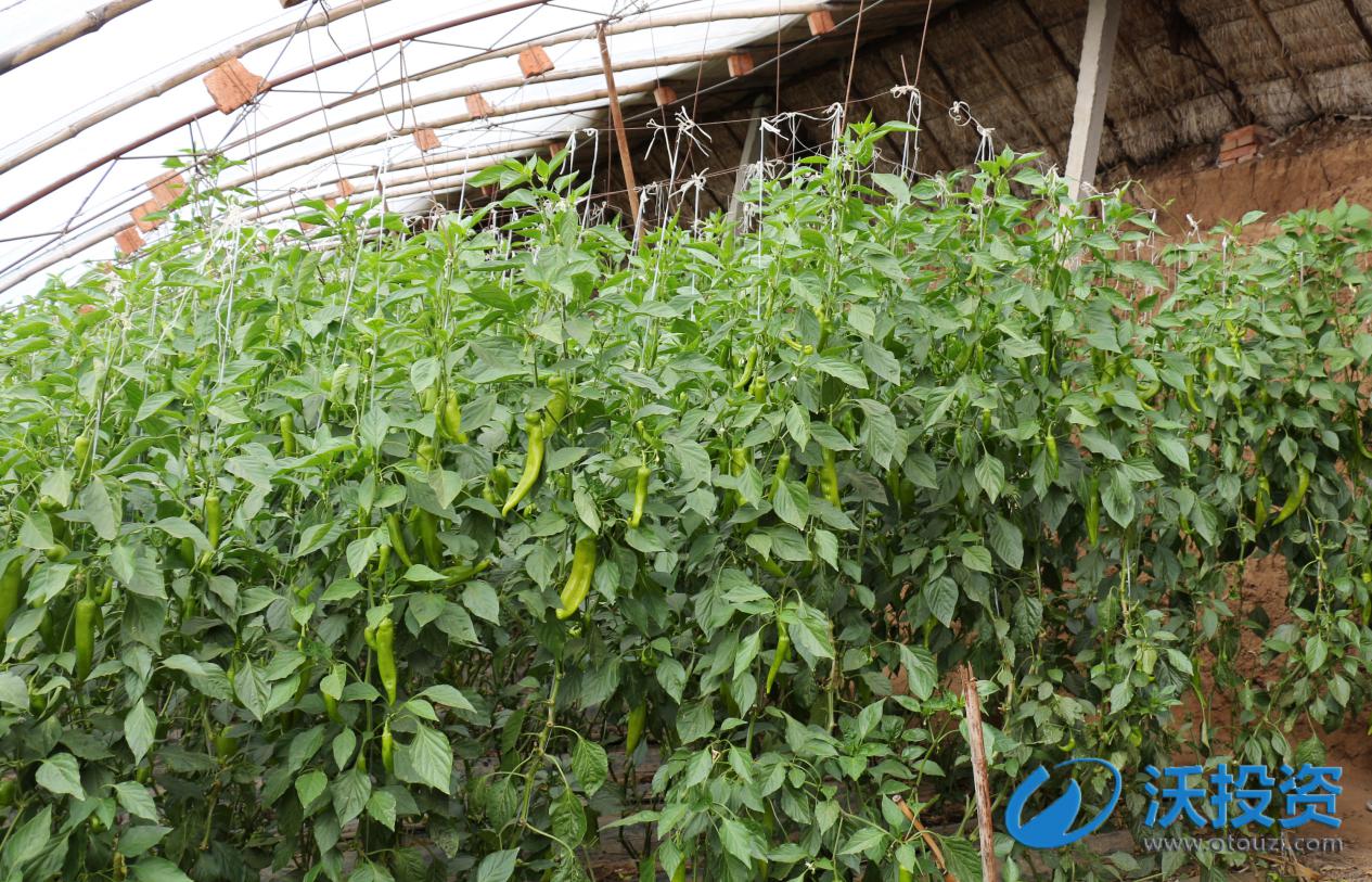 沃投资理财平台,沃投资贷款