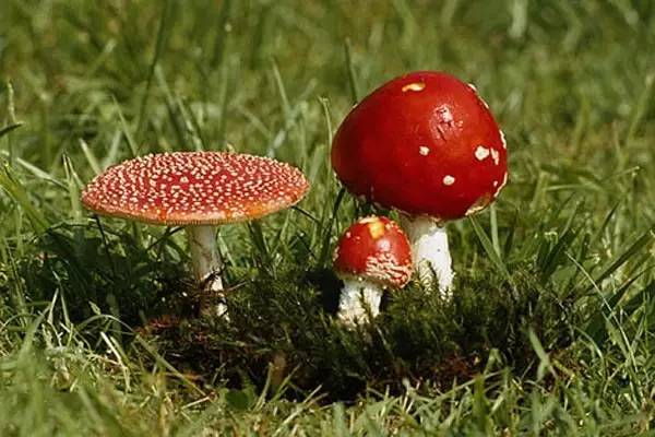 如果感到抑郁你就磕个菇！