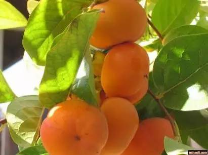 北京房山特产带回家必买清单,房山大山里的特产