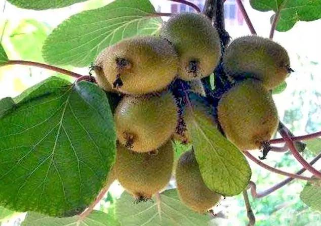 北京房山特产带回家必买清单,房山大山里的特产