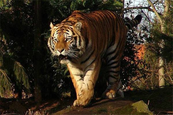 没有买卖就没有杀害别让它们消失！,1