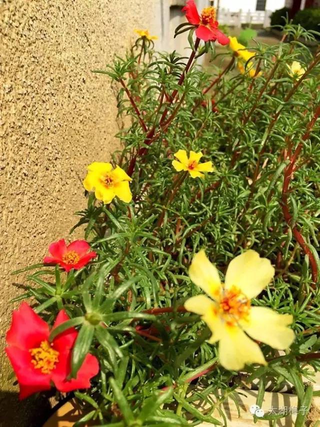 绿荫幽草胜花时的图片,绿荫幽草胜花香的前一句