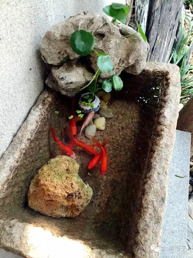 绿荫幽草胜花时的图片,绿荫幽草胜花香的前一句