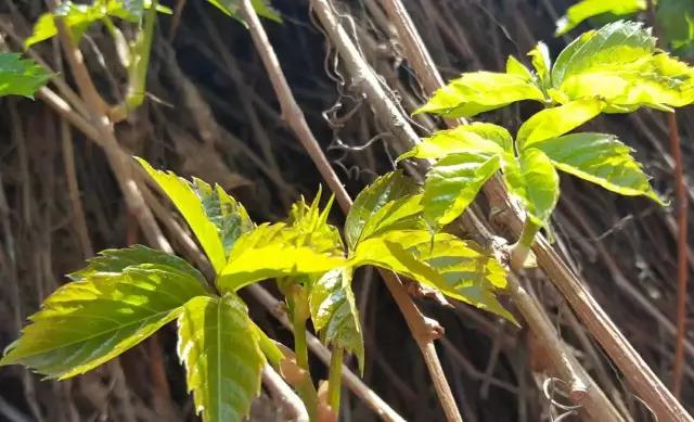 夏日乐悠最新视频,夏日乐悠游