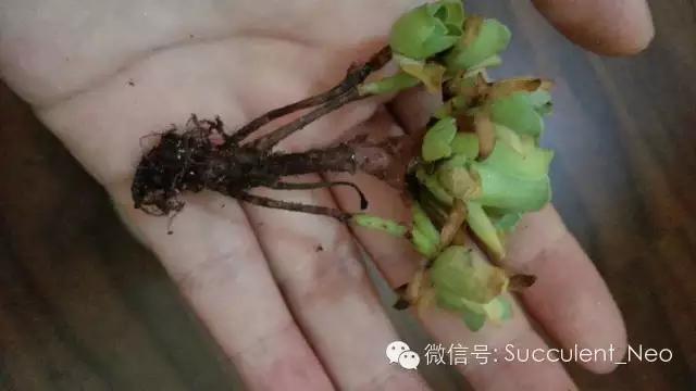 遮阳网的正确使用方法,遮阳网使用教学视频