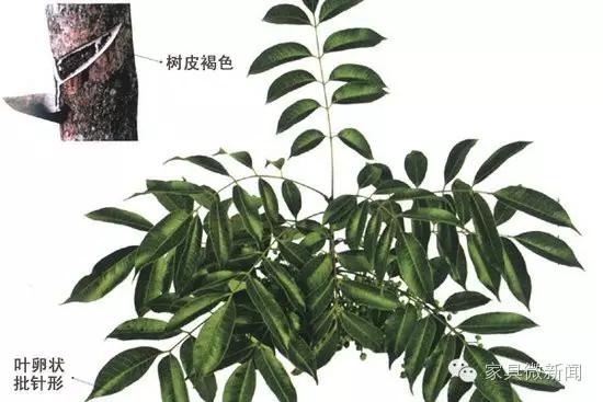 家具涂料的秘密：竟有这么多学问！