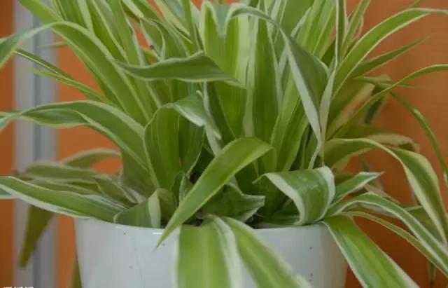 直立口红吊兰的养殖方法,金鱼吊兰养殖的正确方法