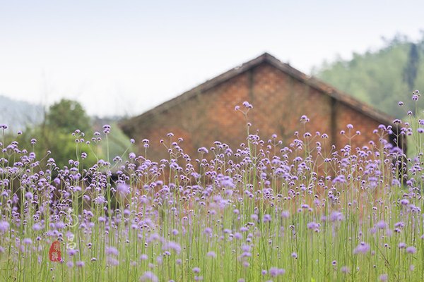 养在深闺里无人知,养在深闺无人识全文