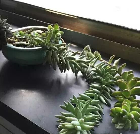 多肉徒长却更好看,多肉徒长更好看