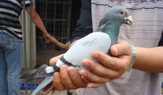 教大家快速准确鉴鸽的小方法,鉴鸽秘诀