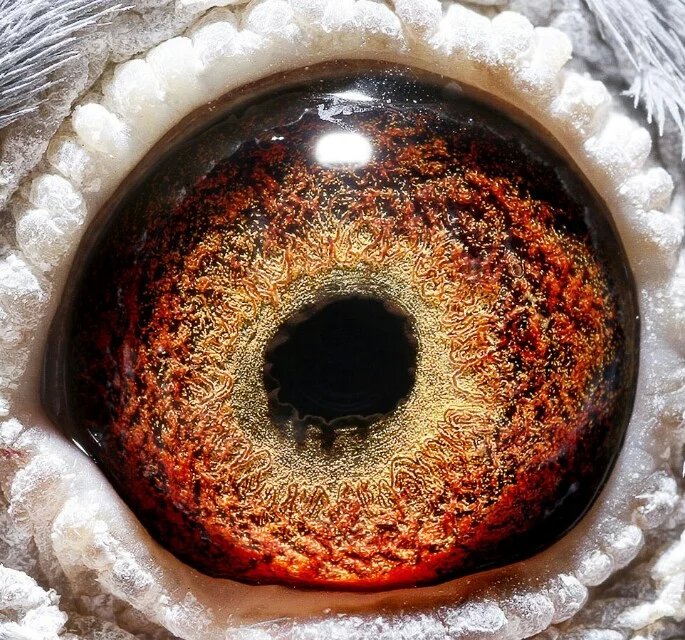 教大家快速准确鉴鸽的小方法,鉴鸽秘诀