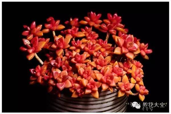 必看｜台湾是中国的，多肉是世界的！