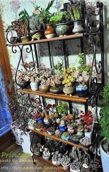 必看｜台湾是中国的，多肉是世界的！