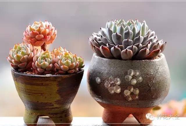 必看｜台湾是中国的，多肉是世界的！