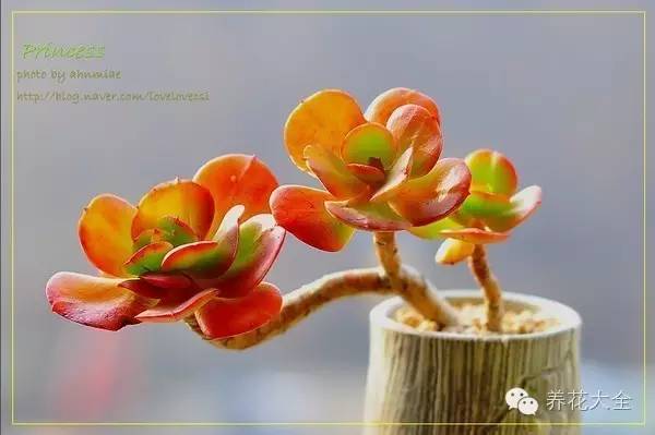 必看｜台湾是中国的，多肉是世界的！