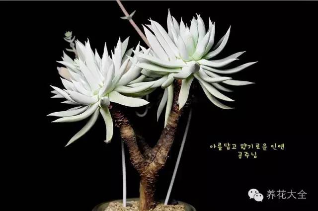 必看｜台湾是中国的，多肉是世界的！