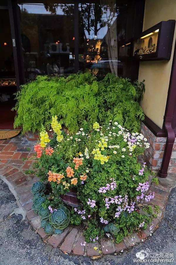 必看｜台湾是中国的，多肉是世界的！