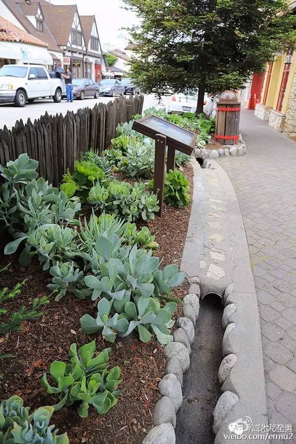 必看｜台湾是中国的，多肉是世界的！