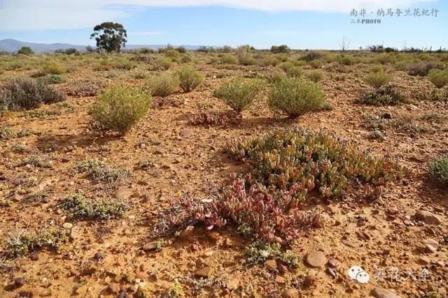 必看｜台湾是中国的，多肉是世界的！