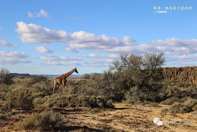 必看｜台湾是中国的，多肉是世界的！