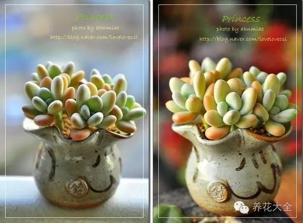 必看｜台湾是中国的，多肉是世界的！