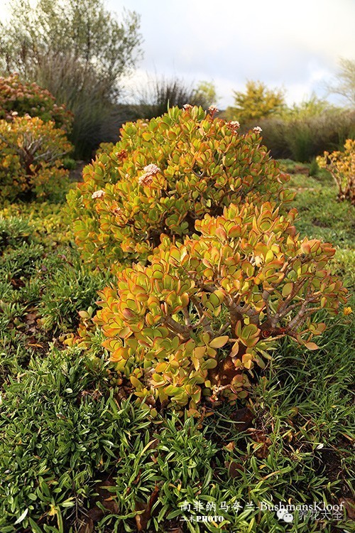 必看｜台湾是中国的，多肉是世界的！