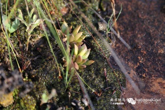 必看｜台湾是中国的，多肉是世界的！
