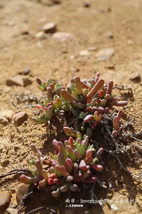 必看｜台湾是中国的，多肉是世界的！