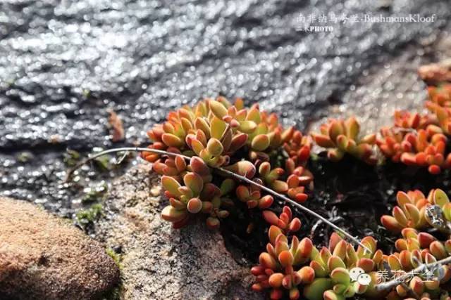 必看｜台湾是中国的，多肉是世界的！