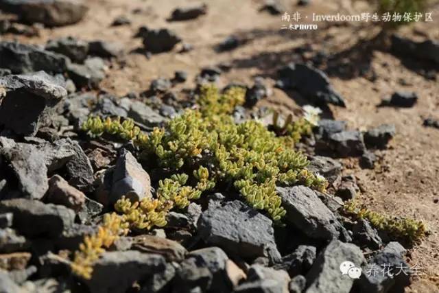 必看｜台湾是中国的，多肉是世界的！