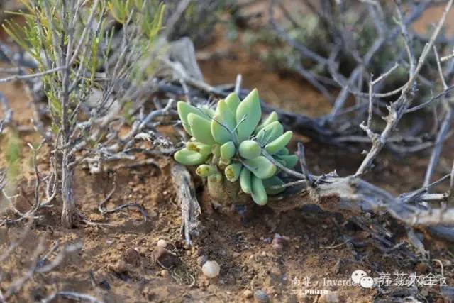 必看｜台湾是中国的，多肉是世界的！