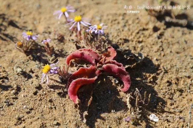 必看｜台湾是中国的，多肉是世界的！