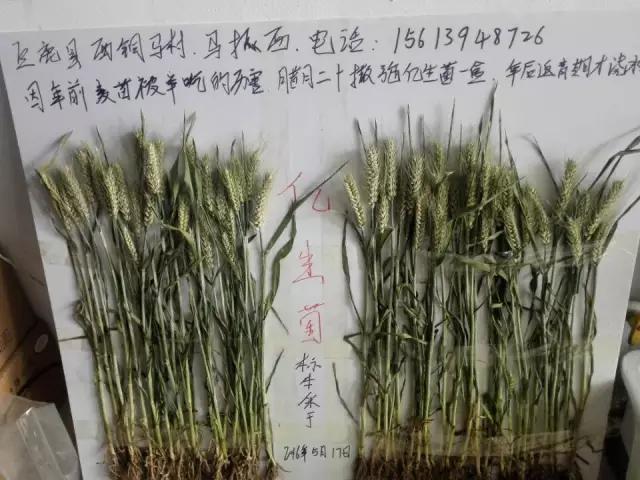 520大爱，西贝隆基带你找回小时候的味道，唇齿间甘甜如饴