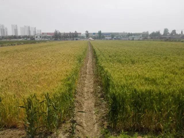 520大爱，西贝隆基带你找回小时候的味道，唇齿间甘甜如饴