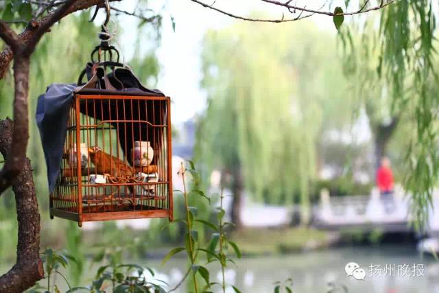 一句话证明你是人,一句话证明是不是真正的中国人