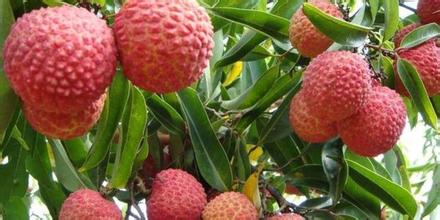 高州市是一个怎样的城市,湛江一座来了就不想走的海滨城市