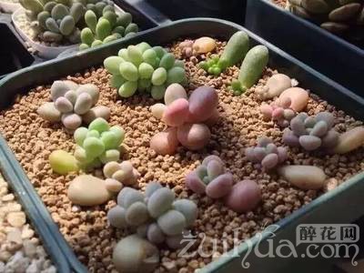 多肉植物新手播种视频教程,多肉播种发芽养护教程详解