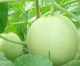 甜瓜到底是毒瓜吗,甜瓜又叫香瓜吗