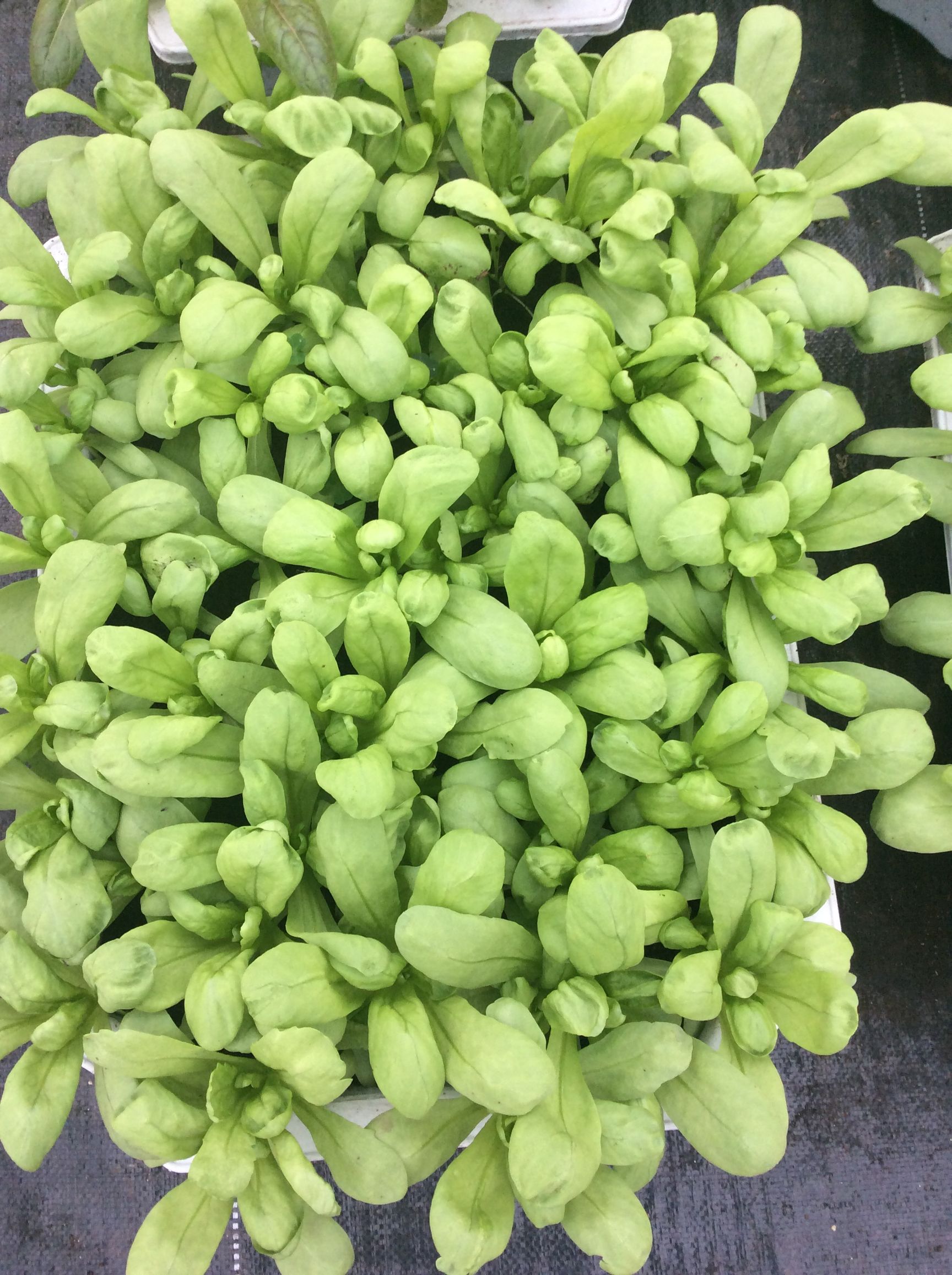 阳台茼蒿的种植方法和时间,阳台盆栽大叶茼蒿的种植方法