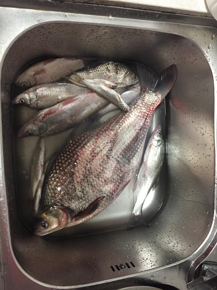 野钓风浪大钓鳊鱼,仲春如何野钓鳊鱼