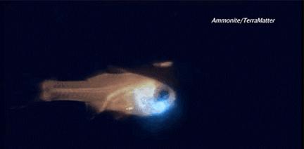 进来用手机截图，截到哪个明星，未来你的老婆就长那样