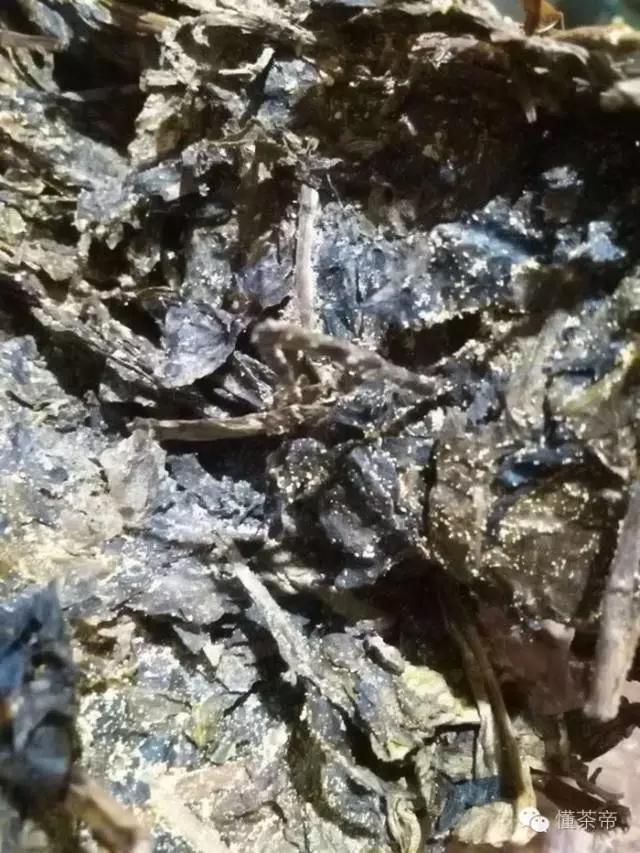 发酵金花黑茶怎么做,黑茶的金花是什么东西做的