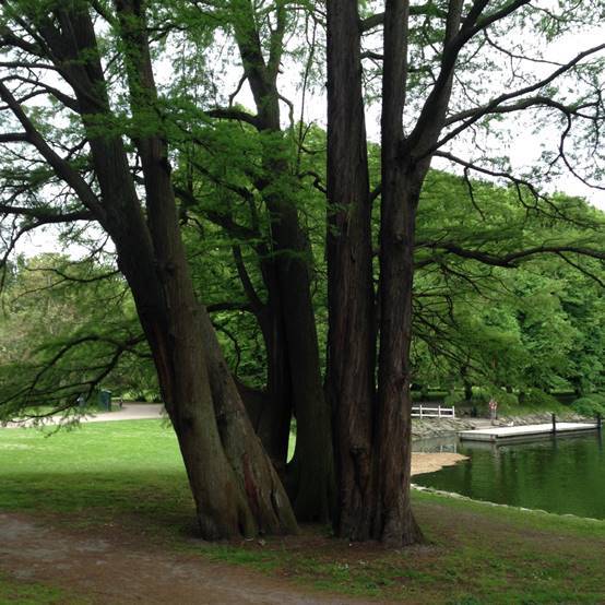 施华洛世奇白天鹅10年,马尔默全集完整版