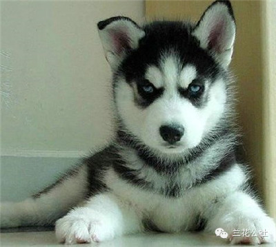 各种狗狗及其身价，狗迷们赶紧收藏起来