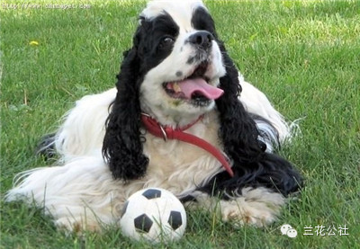 各种狗狗及其身价，狗迷们赶紧收藏起来