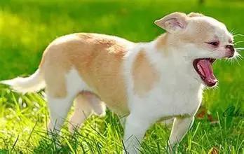 成年犬咳嗽会自愈吗,养狗常见病及症状如何治疗